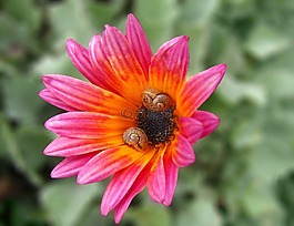 粉紅色,花,蝸牛