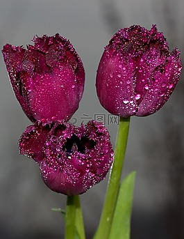 郁金香,紅色,滴