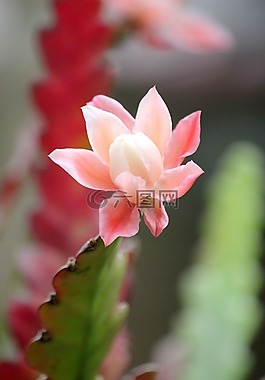 仙人掌,鮮花,布盧姆