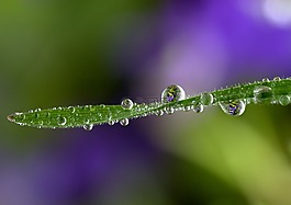 草,滴,雨