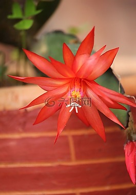 仙人掌,鮮花,布盧姆