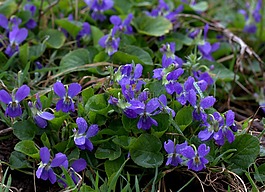 micsunele,紫罗兰色,花卉