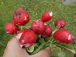 蘿卜,粉色,蔬菜