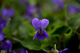 micsunele,紫罗兰色,花卉