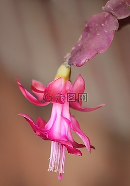 仙人掌,鮮花,布盧姆