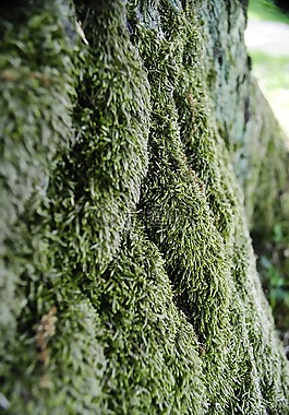 苔蘚,樹(shù)皮,樹(shù)