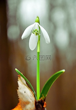 雪花莲,春天,春天的花朵