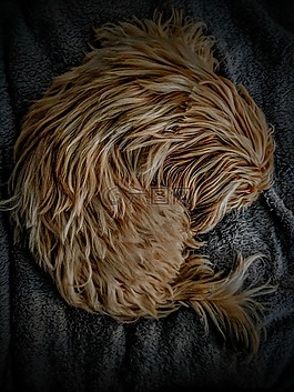 shihtzu,狗,舒适