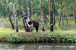 喇嘛,性質(zhì),樹