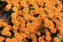 菊花,大韓民國,鮮花