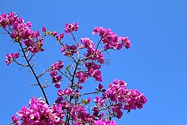 希臘,灌木開花,空氣