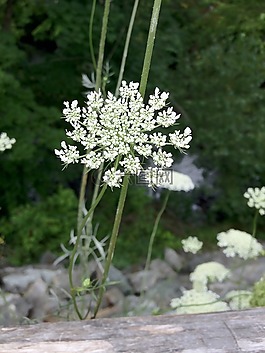 花,夏天,成长