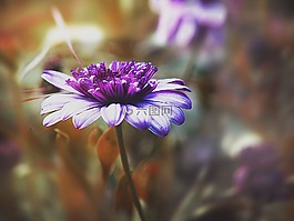 鮮花,花園,性質(zhì)