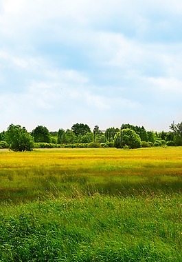 春,黃色,景觀