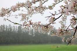 櫻花盛開,木材,大自然