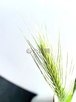 大麥,草,沙丘