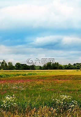 春,黃色,景觀