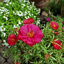 花,紅色,黃色