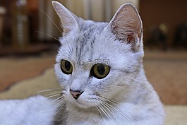 貓,動物,寵物
