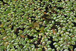 牛蛙,池,青蛙