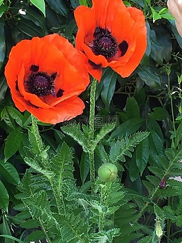 花,klatschmohn,罌粟