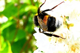 acker默,蜜蜂,花