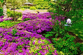植物園,日本花園,景觀
