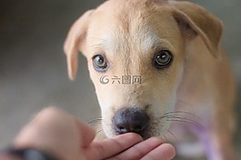 狗,動(dòng)物,可愛(ài)