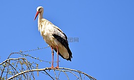 鸛,鳥,飛