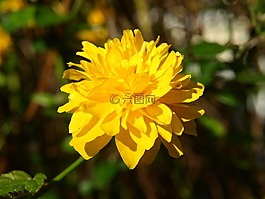 毛茛屬灌木花卉,拉南凱爾灌木,黃色