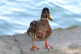 鴨,水,動物