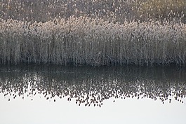 河,里德,海灘