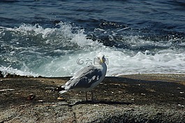 海鷗,海,假期