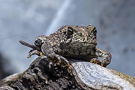 蟾蜍,動物,兩棲類