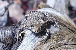 蟾蜍,動物,兩棲類