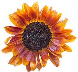 太陽(yáng)花,開(kāi)花,夏季
