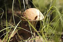 蘑菇,性質(zhì),森林