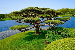 樹,日本花園,景觀
