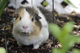 動物,幾內(nèi)亞豬,滅鼠