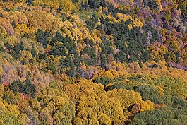 秋,季節(jié),景觀