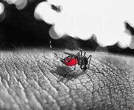 忙碌,動物,血液