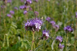 bueschelschoen,食物來源,蜜蜂的朋友