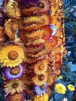 永恒的花,永恒,花