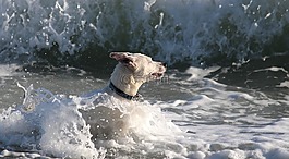 狗,水,海