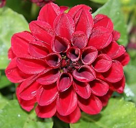 花,廠,紅色