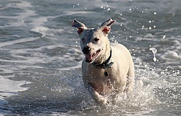 狗,水,海