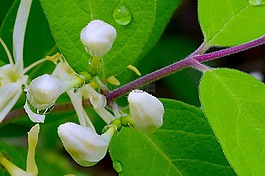 花,白,金銀花