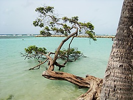 樹(shù),海,旅行