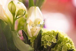 花,白,開花
