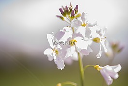 白,花,開(kāi)花